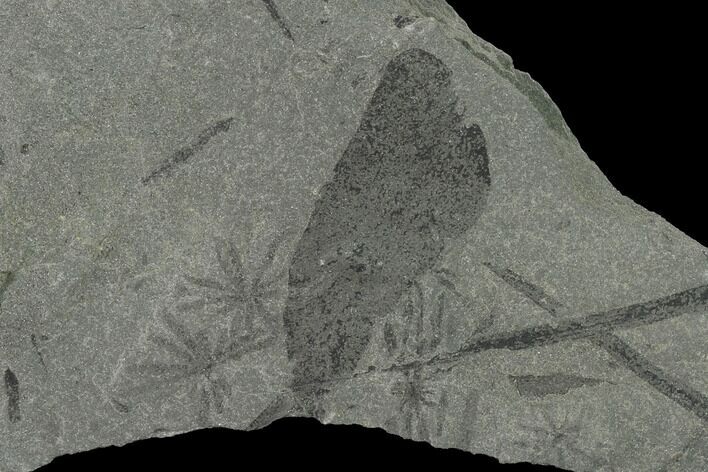 Fossil Flora (Macroneuropteris & Annularia) Plate - Kentucky #158812